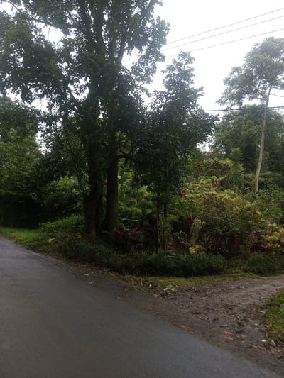 This media file captures an outdoor scene in Eheliyagoda, Sri Lanka, featuring a lush, green landscape under an overcast sky. In the foreground, an asphalt road curves slightly to the left, while a dirt path branches off to the right, creating a fork. The road and path are flanked by dense vegetation.
The dominant subjects are numerous trees and various plants that comprise the verdant surroundings. To the left and center, large trees with full, dark green canopies reach high into the sky, their sturdy trunks visible towards the bottom. The area beneath and between these large trees is filled with a rich undergrowth of smaller bushes, shrubs, and leafy plants, exhibiting a variety of green hues, with some displaying hints of reddish-brown or yellowish foliage. The dense foliage suggests a tropical environment.
Against the bright, uniform sky in the upper right, thin power lines are visible, stretching horizontally. No people or animals are present, and no specific activity is taking place; the image portrays a static natural environment. The soft, diffused lighting and lack of strong shadows indicate an overcast day, or possibly early morning or late afternoon. The scene conveys a sense of peaceful nature, typical of a rural or semi-rural area in a tropical region. There is no visible text in the image.