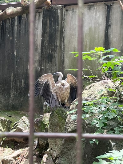 The image depicts a detailed view of a vulture within an outdoor animal enclosure, consistent with a zoo or wildlife park in Taito, Japan. The primary subject is a large avian specimen, a vulture, characterized by light brown and beige plumage on its body and darker flight feathers, standing on a moss-covered rock. Its wings are partially extended outwards from its body. Surrounding the vulture are additional irregularly shaped rocks, some also covered with green moss and small leafy plants. In the background, a tall, weathered concrete wall is visible, exhibiting vertical streaks and discoloration. A wooden beam or branch extends across the top left portion of the background, above the wall. The immediate foreground contains multiple out-of-focus, dark metal bars, indicating the scene is viewed through a cage or fence. The scene is illuminated by natural daylight, casting subtle shadows. No human subjects or interactions are present.