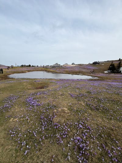 The image shows a landscape in Kamnik, Slovenia, likely Velika Planina, characterized by a field of purple crocuses intermixed with dry grass. A small body of water, possibly a pond or a stream, reflects the sky and separates parts of the field. In the background, there are wooden structures, possibly shepherd huts or small buildings, typical of the area's traditional architecture. The sky is overcast, suggesting a cloudy day. At the bottom of the frame, there are a few figures, likely people walking or observing the scenery.