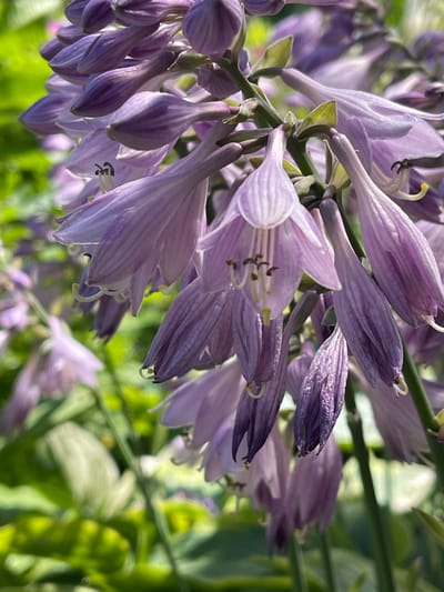 This is a close-up, eye-level, outdoor photograph of light purple hosta flowers in Tatarstan, Russia. The flowers are clustered on green stems, with some fully bloomed and others still in bud. The foreground is dominated by the hosta blooms, their delicate, trumpet-shaped petals displaying intricate veining. The lighting suggests it is daytime, with soft sunlight illuminating the flowers and casting subtle shadows. The background consists of out-of-focus green foliage, typical of a garden setting. The overall mood is serene and natural, highlighting the beauty of the blooming plants. There is no visible text in the image.