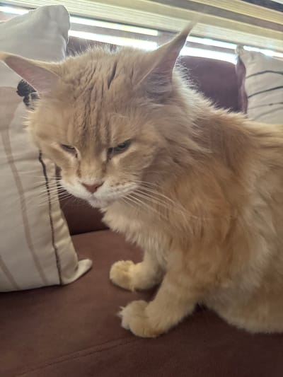 A fluffy, orange cat with green eyes is sitting on a brown couch. The cat's head is turned to the left, and it appears to be looking down. The cat's fur is long and thick, and it has a bushy tail. The couch is upholstered in a dark brown fabric. Behind the couch, there is a window with blinds. There are also two pillows on the couch, one on the left and one on the right. The pillow on the left is white with thin, vertical stripes. The pillow on the right is also white and appears to be floral. The environment is indoors, likely a living room. The image was captured in Gölbaşı, Turkey.