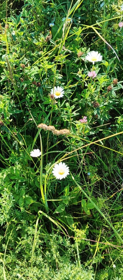The image depicts a close-up view of a meadow in Podgornoe, Russia, characterized by lush green vegetation and several common wildflowers. The scene is dominated by tall grasses and various leafy plants, with several white daisies with yellow centers prominently featured. Small pink clover-like flowers are also visible scattered throughout the foliage. The lighting suggests it is a sunny day, with sunlight casting shadows and highlighting the textures of the plants. There are no people or animals present in the image. The overall impression is one of a natural, undeveloped outdoor space.