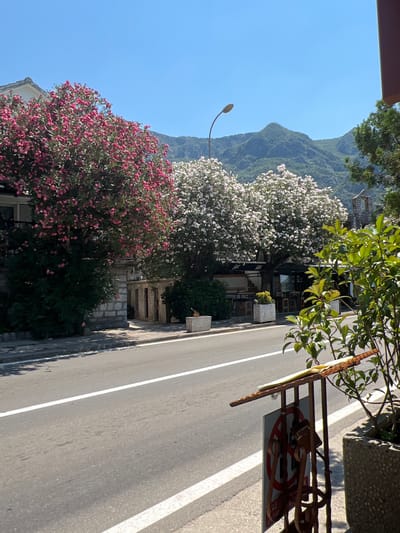 The image depicts a street scene in Risan, Montenegro. In the foreground, a gray asphalt road with white lane markings is visible. To the right, a potted plant with green leaves stands next to a rustic metal stand displaying a sign with a red circle and a diagonal line, indicating prohibition. Beyond the road, on the left, is a building with white stone accents and a window. Several trees line the street; a large tree with vibrant pink blossoms is on the left, and two trees with white blossoms are further down. In the background, lush green mountains rise under a clear blue sky. A streetlamp is positioned between the trees. Several outdoor seating areas with tables and chairs are visible in front of establishments partially obscured by the trees. The overall impression is a picturesque street with blooming trees and a mountainous backdrop.