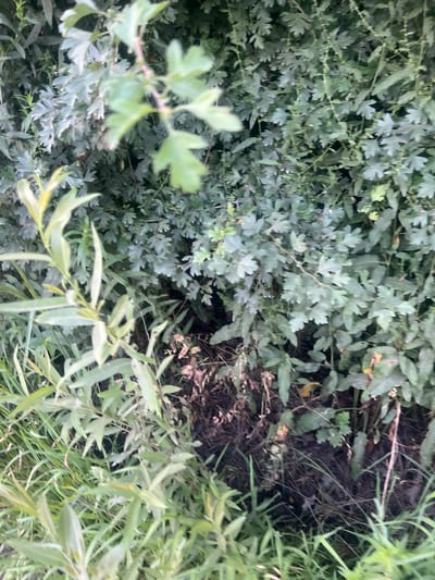 The image shows a densely vegetated area with green foliage and some dry, brown ground litter. The vegetation consists of various leafy plants and grasses. The background is filled with a thick wall of green leaves, some of which appear to be from a shrub or tree with lobed leaves. In the foreground, there are lighter green, elongated leaves of a different plant, possibly grass or reeds, growing alongside the darker foliage. The ground appears to be dark soil with some scattered dry plant matter. The scene is outdoors and appears to be a natural or semi-natural environment. The specific location in the city of Bârnova, Romania, is not visually evident from the image.