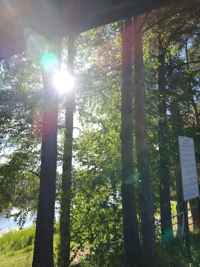 This media file captures a sun-drenched scene in Stroitel', Russia, likely during the day. The foreground is dominated by the trunks of several tall pine trees, their rough bark textured by the sunlight filtering through the dense green foliage. The sun's rays are intense, creating a lens flare effect and dappling the leaves with light.
In the background, a calm body of water, possibly a lake or river, is visible, bordered by lush green grass and reeds. The water reflects the bright sky, suggesting fair weather. A signpost stands to the right of the trees, displaying text in Russian. The text appears to be rules or guidelines related to safety, specifically mentioning "Правила безопасного поведения на воде" (Rules for safe behavior on the water). This indicates the location is likely a recreational area near a body of water.
The overall mood is serene and natural, with the vibrant greenery and the shimmering water creating a peaceful atmosphere. The presence of the sun and the lush vegetation suggest a warm season, likely spring or summer. There are no people visible in the frame, focusing the viewer's attention on the natural landscape and the safety information provided by the sign.