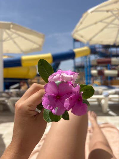 The image depicts a hand holding a small cluster of pink flowers with green leaves, likely against the backdrop of a beach resort in Al Ahia', Egypt. In the blurred background, there is a blue and yellow waterslide structure, and white parasols against a clear blue sky. Other parts of a person's body, possibly legs, are also visible in the image.