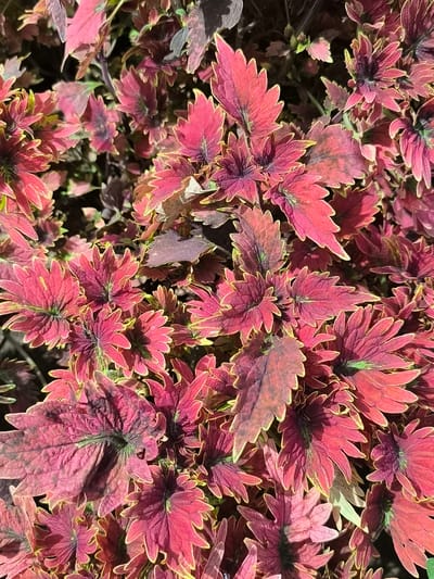 The image is a close-up, overhead shot of a dense cluster of coleus plants. The leaves are the dominant feature, exhibiting a vibrant mix of colors, primarily deep red and magenta, with striking yellow or chartreuse margins. Some leaves also display dark purple or maroon undertones and green veining. The leaf edges are serrated and often curl slightly, creating a textured appearance. The lighting suggests it is daytime, with some areas of shadow and highlights on the leaves. The background is dark and indistinct, focusing all attention on the foliage. The photograph was taken in Phú Hòa, Vietnam.