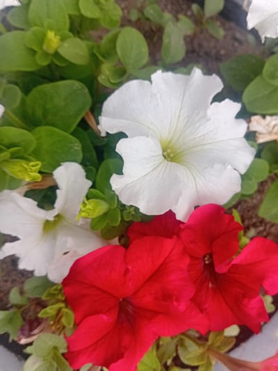 This media file is a close-up shot of several blooming petunias in a garden. The flowers are a mix of vibrant red and pure white. Lush green leaves surround the blossoms, some of which are tightly furled buds. The background is softly blurred, hinting at soil and other foliage. The scene appears to be an outdoor garden setting, possibly in Temirtau, Kazakhstan, given the context. There is no discernible activity or event taking place; the image focuses solely on the still beauty of the flowers. The lighting suggests it could be daytime, with natural light illuminating the vibrant colors of the petals. No text is visible in the image.