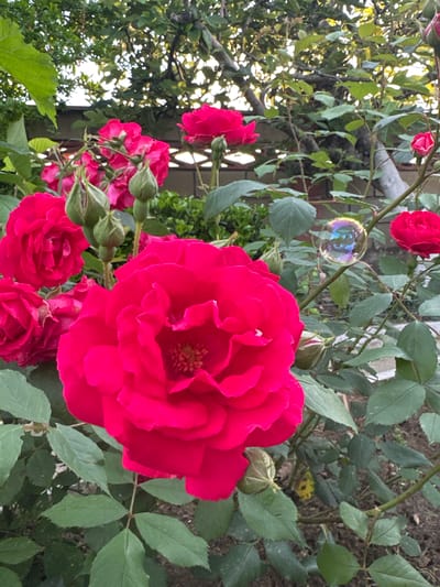 The scene is an outdoor garden setting located in the city of Byala, Bulgaria. The primary subjects are multiple vibrant fuchsia or deep pink roses, captured at various stages of bloom. A large, fully open rose dominates the lower-right foreground, revealing its central stamens. Several other open roses are visible in the midground and to the left, alongside numerous closed rosebuds with visible green sepals. A single, iridescent soap bubble, reflecting multiple colors, is suspended in the mid-air to the right, positioned between rose branches. The rose bushes display dark green, serrated leaves. In the background, diffused natural light illuminates the dense green foliage of deciduous trees. Partially visible through the leaves is a light-colored building or wall featuring a lattice-like or openwork section. The ground directly beneath the rose bushes appears to be dark soil. No individuals or animate creatures are present in the image.