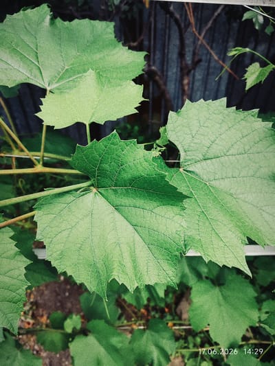 A close-up shot focuses on several large, green grape leaves with serrated edges. The leaves are detailed with visible veins and have a slightly textured surface. Some leaves are in sharp focus, while others are progressively blurred in the background, creating a shallow depth of field. The stems of the grapevines are also visible, appearing as thin, woody branches. In the background, a dark, textured fence or wall is partially obscured by the foliage. The ground beneath the plants is a mix of dark soil and other green vegetation, out of focus. In the bottom right corner, a timestamp reads "17.06.2026 14:29". The image appears to be taken outdoors, likely in a garden or vineyard setting, within the city of Üshtöbe, Kazakhstan.