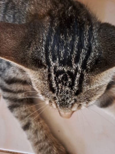 The image is a close-up, overhead shot of a tabby cat's head and upper body. The cat has distinct dark stripes on a lighter brown and gray background. Its fur is visible in detail, showing individual hairs and textures. The cat's eyes are not visible, as its head is bowed, facing downwards. The background appears to be a light-colored, smooth surface, possibly tile or linoleum. The lighting suggests an indoor environment with natural light. The location of Lhokaweawe, Indonesia, is not visually represented in this image, as there are no identifiable landmarks or contextual elements to suggest this specific place.