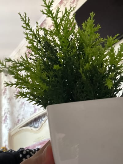 The image shows a close-up of a green, artificial plant in a white pot. The background is blurred, but appears to be a bedroom with a headboard and patterned wallpaper. A hand is visible holding the pot. There are no discernible geographical features to indicate a location in Dzerzhinsky, Russia.