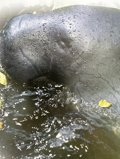 The image shows a close-up view of a dark, textured surface with water droplets and some movement in the water. There are a few yellow leaves visible, one on the surface and one submerged. The surface appears to be organic, possibly skin or rock, and is partially submerged in murky water. The lighting suggests it is daytime. There are no identifiable landmarks or clues that would indicate a specific location within Gandia, Spain.
