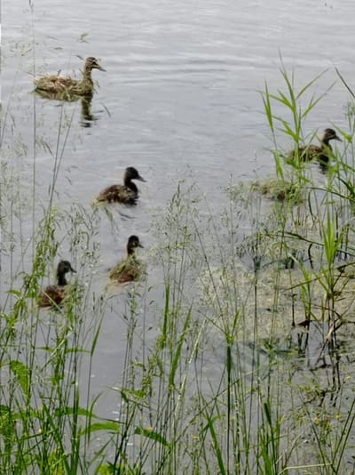 A group of ducks is swimming in a body of water, likely a lake or pond, with tall grass growing along the edge. In the foreground, the tall green grass partially obscures the view of the ducks and the water. The water itself is a muted gray color, suggesting it might be an overcast day. The ducks are scattered across the water, with one larger duck swimming further out and to the left, while four smaller ducks are closer to the foreground and to the right. The smaller ducks appear to be ducklings, and they are swimming in a loose group. The overall scene conveys a sense of nature and tranquility, with the ducks peacefully navigating their environment. There is no visible text in the image. The time of day is likely daytime, given the lighting, but the weather appears to be cloudy or hazy. The location is identified as Degtyarsk, Russia, which implies a natural outdoor setting.