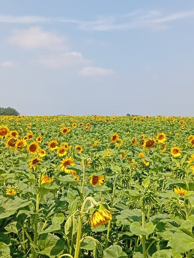 A wide shot captures a vast field of sunflowers under a pale blue sky with scattered clouds. The sunflowers are densely packed, with many facing the camera and others turned away, creating a textured landscape of yellow petals and green foliage. Some sunflowers are in full bloom, while others are still developing buds. The stems are thick and green, supporting large, leafy structures. In the background, a line of trees borders the field, and a faint treeline extends across the horizon. The image is taken from a slightly low angle, emphasizing the height of the sunflowers.