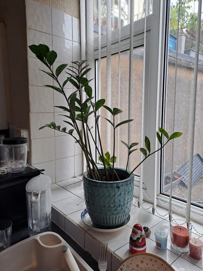 The image depicts an indoor scene, likely a kitchen windowsill, featuring a potted Zamioculcas zamiifolia plant in a textured teal pot. The windowsill is tiled with white square tiles. To the left of the plant, a clear plastic water pitcher with a white lid sits on a black surface. A clear glass with a leaf imprint is partially visible to the left of the pitcher. In front of the plant, a small ceramic Santa Claus figurine and a small grey decorative stone are placed on the windowsill. Further to the right, two small candles are visible, one blue and one a pinkish-brown cylindrical shape. A larger glass-enclosed candle with an orange hue is also present. In the foreground, a portion of a paper plate with gold stars is visible, along with a silver fork. The background shows vertical window blinds and a window looking out onto an outdoor environment with grey concrete and some greenery. The location is identified as Hyndburn, United Kingdom, though the image itself does not provide visual cues to confirm this specific geographical location.