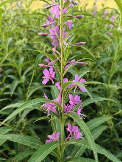 The image is a close-up shot of a blooming tall purple flower stalk, likely fireweed, surrounded by lush green foliage. The flowers are a vibrant pinkish-purple with delicate petals and prominent stamens. Several flower buds are visible along the top of the stalk, suggesting the plant is in its peak blooming season. The background consists of a dense collection of green leaves and other flowering plants, creating a soft, blurred effect that emphasizes the sharpness of the main subject. The lighting suggests an outdoor, daytime setting, possibly a meadow or garden. The image does not depict any specific location within Slaka, Sweden.