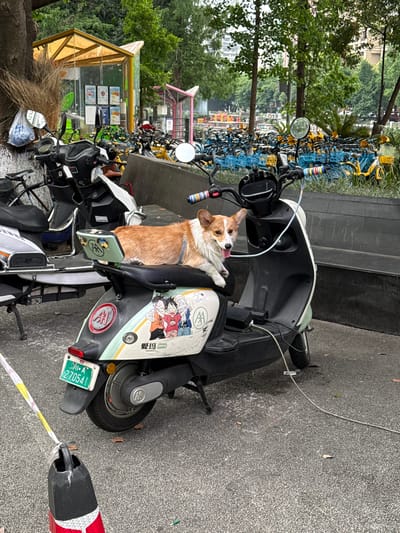 A fawn and white Corgi dog, wearing a light blue harness, is resting on the black seat of a white and mint-green electric scooter. The dog's tongue is slightly extended, and its head is turned towards the viewer. The scooter features colorful striped grips on its handlebars and a backrest cushion adorned with two small cartoon figures. The rear side panel of the scooter displays a large sticker of several anime characters, including Monkey D. Luffy and Tony Tony Chopper, accompanied by Chinese characters reading "爱玛" (Aima) and "Q13". An "M" logo and an "AA" logo are also visible on the scooter's body. A green Chinese license plate, "川A 270541", is attached to the rear fender, indicating registration in Chengdu, Sichuan Province, which includes Jinjiang District. A white charging cable extends from the scooter's footwell to the asphalt ground, where a black power adapter unit is visible.
To the left of the main scooter, several other electric scooters and bicycles are parked. In the middle ground, behind the scooters, a dense array of blue shared bicycles with yellow baskets is visible, suggesting a public bicycle docking station. Further in the background, two distinctive kiosks with peaked roofs stand amidst lush green trees; one is yellow and glass-paneled, displaying posters, and the other is pink. A dark gray concrete barrier runs horizontally across the scene behind the main scooter. The ground is asphalt pavement. In the lower left foreground, a broken black traffic cone with red and white reflective tape is visible, tied with a yellow and white striped caution tape. The overall setting is an urban green space or park area within Jinjiang District, Chengdu, China.