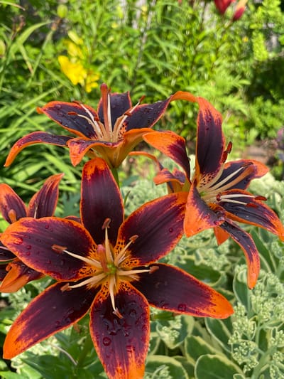 A close-up, eye-level shot captures three dark red and orange lily flowers, some adorned with water droplets, set against a blurred backdrop of green foliage and a yellow flower. The lilies, with their striking petal patterns, are the primary focus, their centers featuring prominent stamens and pistils. The scene appears to be in a garden setting, likely outdoors in a natural or cultivated environment within the city of Kumyon, Russia. The lighting is bright, suggesting daylight, and the overall mood is tranquil and serene.