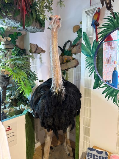 The image depicts an indoor scene, likely a shop or display area, with a taxidermied ostrich as the central subject. The ostrich is positioned in the foreground, facing forward, with its long, feathered neck extending upwards. Its body is covered in black feathers, and its legs are visible. Behind the ostrich, the environment is decorated with artificial plants, rocks, and foliage, suggesting a jungle or tropical theme.

To the left, a sign with the "PACHA" logo, featuring two cherries, is attached to a green-painted surface. The sign contains text in English and Spanish, including "PLEASE, DON'T TOUCH." and "POR FAVOR, NO TOCAR." This indicates the location is likely related to the Pacha brand, a well-known nightclub and entertainment brand originating from Ibiza, Spain.

To the right of the ostrich, a wall features a decorative mural of large green leaves and a stylized column pattern. A round mirror with a similar leaf motif hangs on the wall, reflecting some of the interior elements, including a macaw figurine perched on a decorative element, and possibly a red lampshade and a blue bottle-like object. Further to the right, a small wooden stool is visible with a blue and white patterned fabric item draped over it, possibly a blanket or throw.

The overall impression is a whimsical and themed interior space, with the ostrich and Pacha branding strongly suggesting a connection to Ibiza and its vibrant nightlife and entertainment scene. The presence of the sign explicitly mentioning "Ibiza, Spain" on the Pacha logo further confirms the geographical context.