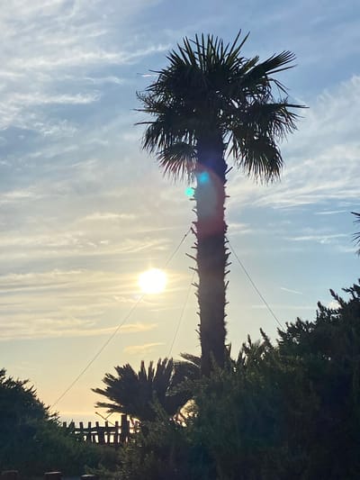 The image shows a silhouetted palm tree against a bright, partly cloudy sky. The sun is visible, low in the sky, casting a bright glare and lens flare. There are several other trees and foliage in the foreground and midground, also silhouetted. In the background, a wooden fence and the ocean are visible. A thin contrail from an airplane is present in the sky. The image appears to be taken in Kovačko Polje, Montenegro.
