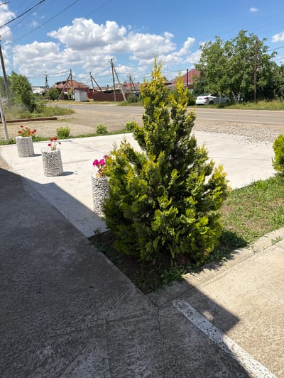The image depicts a sunny day in Timashevsk, Russia, with a clear blue sky dotted with white clouds. The foreground features a concrete walkway and a small, green coniferous shrub. To the left, there are three cylindrical planters filled with white stones, two of which contain red flowers and one with pink flowers. A shadow from an unseen object stretches across the walkway. In the background, a paved road runs parallel to the walkway, bordered by grass and gravel. Across the road, houses with red roofs are visible, along with utility poles and wires. Further in the distance, trees and a white car are parked near a building.