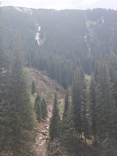 The image depicts a mountain landscape with dense coniferous forest, likely located in Grigor'yevka, Kyrgyzstan. The scene is partially obscured by mist or haze. In the foreground, there are tall evergreen trees, and a small, rocky stream or dry riverbed can be seen. A hillside is covered in a mix of trees and other vegetation. In the background, a taller mountain is visible, partially covered in trees and some areas of snow.