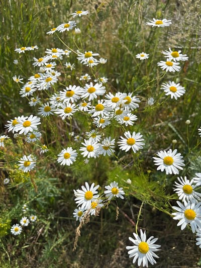 The image shows a close-up view of a field of white daisies with yellow centers. The flowers are in various stages of bloom, with some fully open and others still in bud. The daisies are growing in a natural setting, with green grass and other wild plants visible in the background. The lighting suggests it is daytime, possibly with bright sunlight creating dappled shadows. The overall impression is one of a peaceful, natural scene. The location is specified as Alexandrovka, Russia, implying this is a common wildflower meadow in that region. There are no people or animals clearly visible in the frame, and no human-made objects are present, indicating a natural habitat.