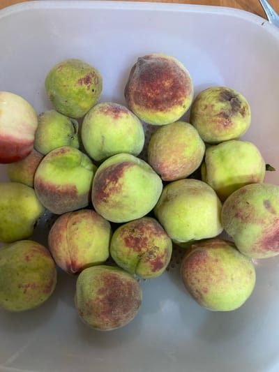 The image shows a pile of peaches in a white plastic colander. The peaches are various shades of green and yellow with patches of red and pink. Some of the peaches have small brown blemishes. The colander is filled with the fruit, and it appears to be sitting on a light-colored surface, possibly a countertop or table. The background is slightly out of focus but suggests an indoor setting. There is a hint of a metallic utensil in the upper right corner. The scene is likely in a kitchen or food preparation area in Жаңатұрмыс, Kazakhstan, given the implied context.