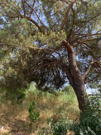 This media file captures a natural outdoor scene, with a prominent focus on a large tree with thick, textured bark and numerous branches. The tree's foliage is dense and green, with some drier, lighter-colored leaves or needles interspersed. The trunk of the tree is large and appears to be at an angle, with a secondary branch crossing over the main one.
The background of the image consists of dry, tall grass and other greenery, suggesting a somewhat wild or uncultivated area. In the upper right portion of the image, there are hints of more manicured green foliage, possibly from a different type of plant or a garden. A wire fence is visible along the right edge of the frame.
The sky is visible through the branches of the tree and appears to be a clear blue, indicating fair weather. The lighting suggests it is daytime, with sunlight filtering through the leaves, creating dappled shadows.
There are no people or specific objects clearly identifiable in the scene, apart from the natural elements of the tree, vegetation, and fence. The overall impression is one of a serene, natural environment, possibly in a rural or semi-rural setting. The image is taken from a low angle, looking upwards into the tree canopy. No text is visible in the media file. The location context provided is Odivelas, Portugal, which is consistent with the Mediterranean vegetation that might be present.
