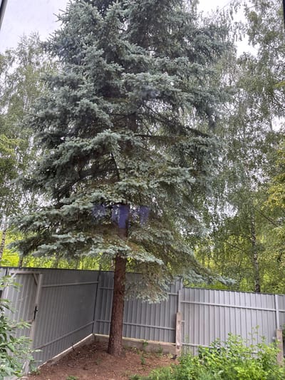 In a suburban area of Лунненскі сельскі Савет, Belarus, a mature blue spruce tree stands tall, its branches laden with blue-green needles. The tree is situated in a backyard, evidenced by the corrugated metal fence that runs along the perimeter. The fence, a dull gray, is partially obscured by the tree's foliage and by lush green bushes and other foliage in the foreground. The ground around the tree is covered in dark brown soil, scattered with fallen needles and twigs. Behind the spruce, the bright green leaves of deciduous trees create a vibrant backdrop, with patches of the overcast sky visible through the canopy. A small, dark bird is visible on the ground near the fence and bushes. The scene suggests a tranquil, natural setting within a residential area.