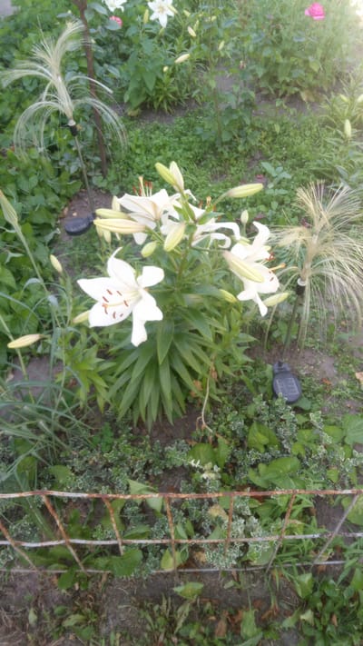 The image shows a garden bed with white lilies and green foliage. In the foreground, a rusted metal fence partially obstructs the view of the garden. Two decorative garden stakes with feathery tops are visible on either side of the lilies. One stake on the left appears to be a solar light with a black base. The garden is located in Pereiaslav, Ukraine.