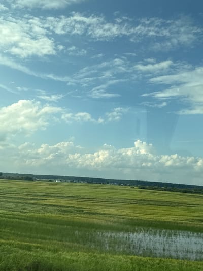 The image depicts a vast, flat expanse of green agricultural fields, likely wheat or barley, under a bright blue sky dotted with scattered white cumulus clouds. The fields are meticulously planted in rows, creating a striped pattern across the landscape. In the distance, a line of trees forms a dark green border, beyond which a small cluster of buildings, indicative of a rural settlement or village, can be seen. A portion of the field in the foreground appears to be waterlogged, reflecting the sky and surrounding vegetation. The overall scene is one of rural tranquility and agricultural activity, suggesting a location in the countryside. While the location is specified as Retneva, Russia, no specific landmarks or identifying features within Retneva are discernible from the image itself. The photograph appears to have been taken from a moving vehicle, as evidenced by slight motion blur and reflections on the surface.