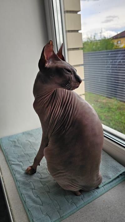 A hairless cat, likely a Sphynx breed, is sitting on a light blue textured mat placed on a windowsill. The cat is dark brown in color, with visible wrinkles on its skin. It is facing to the right, looking out a window. The window shows a view of a backyard with green grass, a grey metal fence, and a residential building with a red roof in the background. The sky appears overcast. The windowsill itself is made of concrete or a similar grey material. The cat's body is rounded, and its front paws are visible, with one paw resting on the mat. The lighting suggests it is daytime. The location is identified as Shud'ya, Russia.
