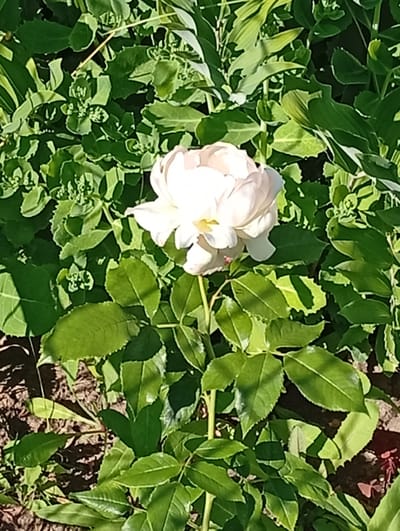 A close-up shot captures a single, delicate white rose blooming amidst lush green foliage in what appears to be a garden setting. The rose, with its soft, creamy petals, is the clear focal point, its bloom partially open to reveal hints of yellow at its center. The surrounding leaves are a vibrant green, some large and broad, others smaller and more clustered, creating a rich tapestry of texture. Sunlight dapples through the leaves, casting subtle shadows and highlighting the dew-kissed sheen on some of the foliage, suggesting it might be early morning or after a rain shower. The ground beneath is visible in patches, a mix of dark soil and small stones. The overall impression is one of natural beauty and tranquility, a serene moment in a garden. The image appears to have been taken outdoors, likely during daylight hours, given the bright illumination and distinct shadows. No people or text are visible in the frame.
