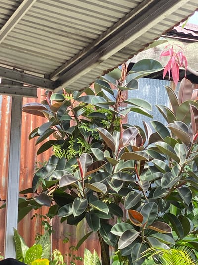 In Banjarmasin, Indonesia, a rubber plant with dark green leaves and reddish-brown undersides is the central subject, positioned in front of a rusty corrugated metal wall. Above the plant, a corrugated metal roof with visible support beams creates shade. A few delicate, pink-hued new leaves emerge from a branch at the top right of the rubber plant, reaching towards the roof. Various other green plants are visible in the foreground and background, some with variegated leaves. The scene appears to be an outdoor setting, possibly a backyard or a garden area.