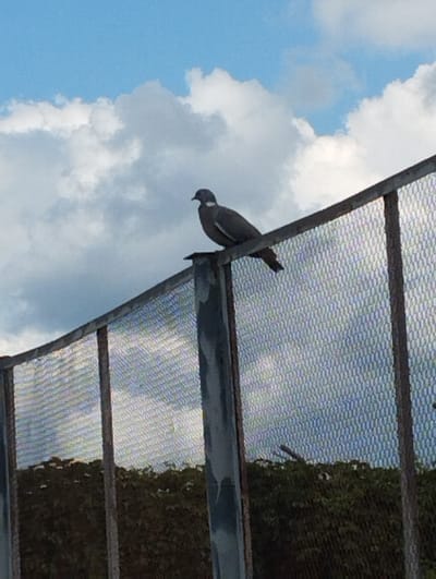 A grey pigeon is perched on the top edge of a metal fence. The fence is made of mesh and has vertical support beams. The background is a blue sky with scattered white clouds. Below the fence, there is dark green foliage. The scene appears to be outdoors, possibly in a park or open area. The location is stated to be the city of Kurchatov, Russia.