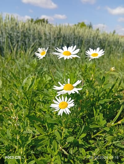 A close-up shot captures a cluster of five white daisies with yellow centers, their petals spread wide against a backdrop of lush green foliage and a blurred field of wheat under a blue sky with scattered white clouds. The daisies are positioned in the foreground, with the largest ones in the center and smaller ones towards the top. The environment suggests an outdoor, rural setting. The bottom left corner of the image displays the text "POCO C75," and the bottom right corner shows the date and time "08.06.2026 09:18." The scene is lit by natural sunlight, creating bright highlights and shadows. The location is identified as Kiełczów, Poland.