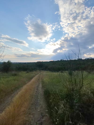 A dirt road, cracked and dry, leads through a grassy field towards a distant treeline. The sun shines through scattered clouds, casting rays of light into the scene. In the background, several buildings are visible on a hill above the trees, suggesting a populated area, likely the city of Codru in Moldova. The vegetation appears dry and sparse in some areas, with taller grasses lining the road.