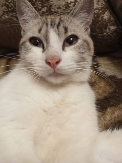 A close-up, eye-level shot captures a domestic cat's face and upper chest. The cat has striking blue eyes and a light-colored coat with gray tabby markings on its head and ears. Its nose is a soft pink. The cat appears to be resting on a patterned surface, possibly a blanket or piece of furniture, which is visible in the background. The lighting suggests an indoor setting, likely during the day. The overall mood is calm and relaxed, with the cat looking directly at the camera. There is no visible text in the image.