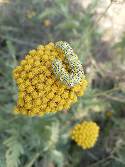 A close-up, eye-level shot features a yellow and black striped caterpillar curled on a cluster of tiny yellow flowers. The caterpillar's body is segmented and appears fuzzy, with distinct black spots and stripes on a pale yellow background. The flowers are tightly packed, forming a dense, pom-pom-like structure. In the background, out-of-focus green foliage and blurred yellow specks suggest a natural, outdoor environment. The overall lighting is natural and slightly diffused. The image does not contain any identifiable landmarks or elements that would specifically place it in Oymaut, Kazakhstan.