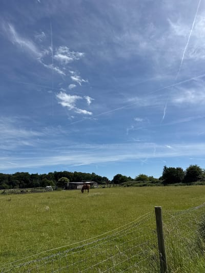 A wide-angle, low-angle shot captures a rural scene under a bright blue sky with scattered wispy white clouds and visible contrails. In the foreground, a wire fence runs horizontally across the frame, supported by a single wooden post. Beyond the fence, a lush green grassy field extends into the middle ground. Two horses are visible in the field: a brown horse grazing on the right and a white horse standing further to the left. In the background, a line of dense green trees forms a natural border, behind which a small rustic shed with a dark roof is partially visible. The overall impression is one of a peaceful, natural landscape.