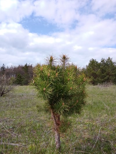 A full-frame outdoor photograph displays a young, vibrant pine tree centered in a grassy field under a partially cloudy sky. The sky features soft white and grey clouds with distinct patches of bright blue showing through.
The young pine tree is the prominent subject, characterized by its dense canopy of bright green needles and numerous developing reddish-brown pine cones or new growth buds. A segment of its textured, light brown trunk is visible at the base. The tree stands in a field of mixed green and dry, light brown grasses and sparse herbaceous plants, some of which are dry and twiggy.
In the mid-ground, to the left of the main tree, a gnarled, bare-branched shrub or small tree is partially visible. The background reveals a dense line of mature conifer trees, predominantly pines, interspersed with some deciduous trees that appear to be in an early stage of leafing out or still bare. These trees form a forest edge under a slightly darker, more uniformly cloudy section of the sky.
No people or animals are present, and no specific activity is taking place. The scene captures a tranquil, natural landscape. The time of day appears to be daytime, likely late morning or early afternoon, with the light suggesting a bright, yet possibly slightly overcast, day. The greening grass and new growth on the pine indicate springtime or early summer. There is no visible text in the image. The setting is consistent with a natural area or forest clearing, aligning with the provided location context of Елец-Маланино, Russia.