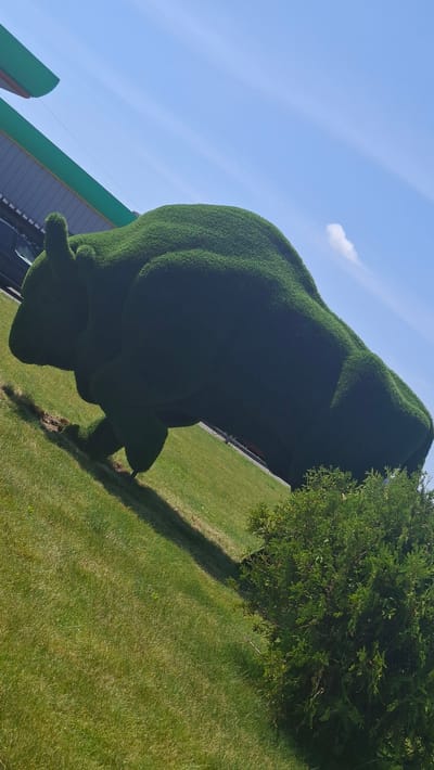 An outdoor shot, with a tilted perspective, shows a large, green, animal-shaped topiary situated on a grassy slope under a clear blue sky. The topiary, which resembles a bison or a similar large mammal, is sculpted from dense, manicured greenery and is positioned prominently in the center of the frame. To the right of the topiary, a smaller, bushy green shrub is visible. In the background, a section of a green and white building, possibly a commercial structure like a gas station, is partially visible, along with a dark-colored vehicle. The overall scene is bright and sunny, with shadows cast on the grass, indicating a daytime setting. The location is identified as Дзяржынскі сельскі Савет, Belarus.