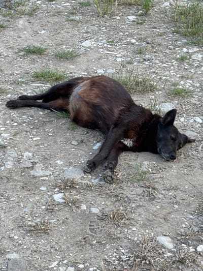 An outdoor, eye-level shot captures a dark-furred dog lying on its side on a patch of uneven ground in Shirokaya Schel, Russia. The dog, which appears to be black or very dark brown with some lighter, possibly reddish-brown undertones on its belly and chest, has a small patch of white fur on its chest. Its eyes are closed, and its body is relaxed, suggesting it is either sleeping or resting peacefully. The ground beneath the dog consists of light-colored dirt mixed with numerous small, pale stones and sparse tufts of green and dry, brownish-grey vegetation. The lighting indicates it is daytime. No people or other objects are visible, and there is no discernible text in the image.