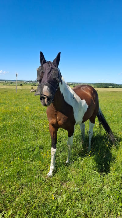 A brown and white horse wearing a fly mask is standing in a grassy field under a clear blue sky. The horse is facing the camera and appears to be looking slightly down. Its mane is white, and its tail is black and bushy. The horse has a large white patch on its side that extends up its neck and over its back. The fly mask covers the horse's eyes and ears and is made of a black mesh material.
The field is covered in lush green grass with small yellow wildflowers scattered throughout. In the background, there are trees and fields, suggesting a rural or agricultural setting. The sun appears to be high in the sky, indicating it is likely daytime. The overall mood is peaceful and serene. There is no visible text in the image.
