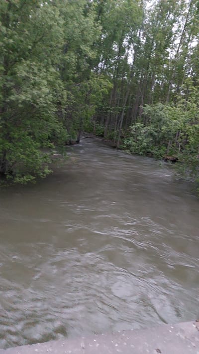 A river flows through a wooded area with tall trees lining its banks. The water is a murky brown and appears to be moving swiftly, with ripples and waves visible on its surface. The trees on the left side of the image are lush and green, with dense foliage, while the trees on the right appear more sparse and have thinner trunks. The river curves gently to the right as it moves further into the distance, disappearing into the trees. A concrete structure, possibly a bridge or retaining wall, is visible in the lower foreground of the image. The overall impression is one of a natural, somewhat wild environment, likely located in a rural or semi-rural setting within the city of Lesnoi, Russia.