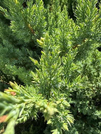 This is a close-up, eye-level shot of dense, bright green evergreen foliage, likely a juniper or similar conifer, bathed in bright sunlight. The branches are tightly packed, with sharp, needle-like leaves. Some parts of the foliage are in sharp focus, particularly the center and right side of the frame, while the foreground left is slightly blurred. The background consists of more of the same type of foliage, with some areas appearing darker and out of focus. No people, actions, or interactions are visible. The environment suggests an outdoor setting, likely a garden or park, consistent with the location of Yakushyntsi, Ukraine.