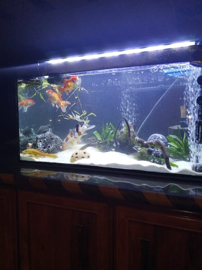 The image displays a well-lit freshwater aquarium, positioned atop a dark wooden cabinet featuring two visible doors with dark handles and a striped trim. The aquarium contains multiple fish species. Approximately four to five orange and red-orange goldfish are observed swimming in the upper and middle water columns. A multi-colored goldfish, exhibiting orange, white, and dark patches, is also present near the bottom-center. Additionally, a golden-yellow pleco-type fish rests on the white sand substrate in the lower-left corner.

The tank's substrate consists of white sand, irregularly contoured with slight undulations. Decorations include dark, textured rocks or artificial caves on the left, several green aquatic plants, and a dark piece of driftwood or root structure on the right. A light-colored, porous, dome-shaped ceramic decoration is visible on the sand near the center-left.

Aquarium equipment includes a bright LED light strip illuminating the tank from above, an air stone or bubbler creating a stream of fine bubbles on the right, and a filter outflow generating a cascade of water near the far right. A small, blue rectangular floating object is visible on the water surface on the right side. A thin clear tube, likely an air line, extends into the water. The water is clear, and the overall environment appears established. The specific location within Madinaty, Egypt, cannot be determined from the provided image.
