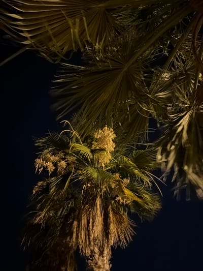 This is a close-up, low-angle shot of a palm tree against a dark night sky. The image is lit by artificial light, which casts a warm, yellowish-orange glow on the palm fronds and trunk, highlighting their textures and patterns. The fronds are arranged in a radial fan shape, with some appearing more dry and frayed at the edges, particularly towards the bottom of the frame. In the upper portion of the image, two large palm fronds are visible, with the one on the left partially obscuring the one on the right. In the lower-middle section, a cluster of date palm flowers or developing fruit is visible, with a lighter, more delicate texture compared to the leaves. The trunk of the palm tree is visible at the bottom, covered in a dense layer of fibrous material. The background is uniformly dark, suggesting it is nighttime. The image is not specific to any particular location within the city of Orihuela, Spain, as there are no identifying landmarks or contextual elements.